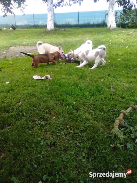 Łajka Zachodniosyberyjska Kłodzko