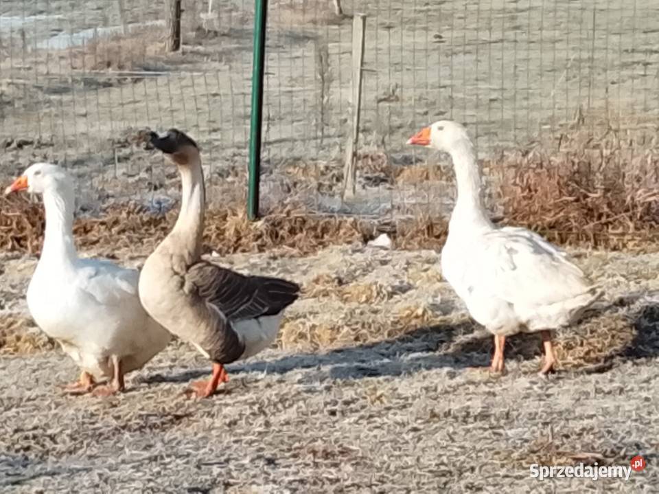 Gęsi landers i garbonosa Ptaki Lubiszyn sprzedam