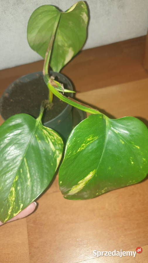 Epipremnum epi roślina rosnąca duże liście mazowieckie