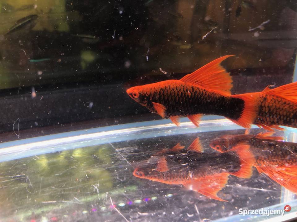 Mieczyk Hamburgi Red Alpha Justynów