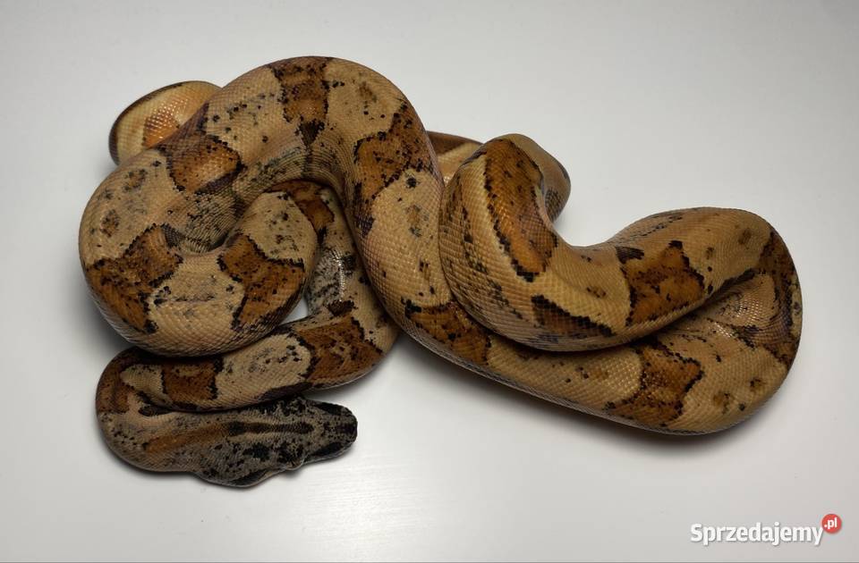 Węże boa cesarskie samice i samce Rybnik