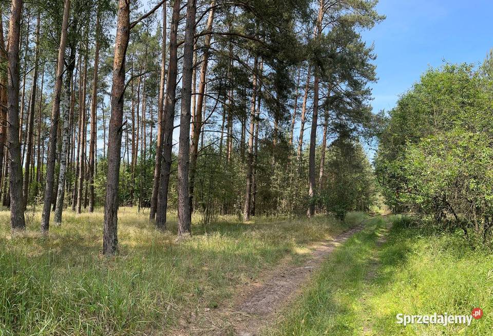Działka w otulinie lasu 3571m2 lubuskie Trzebule