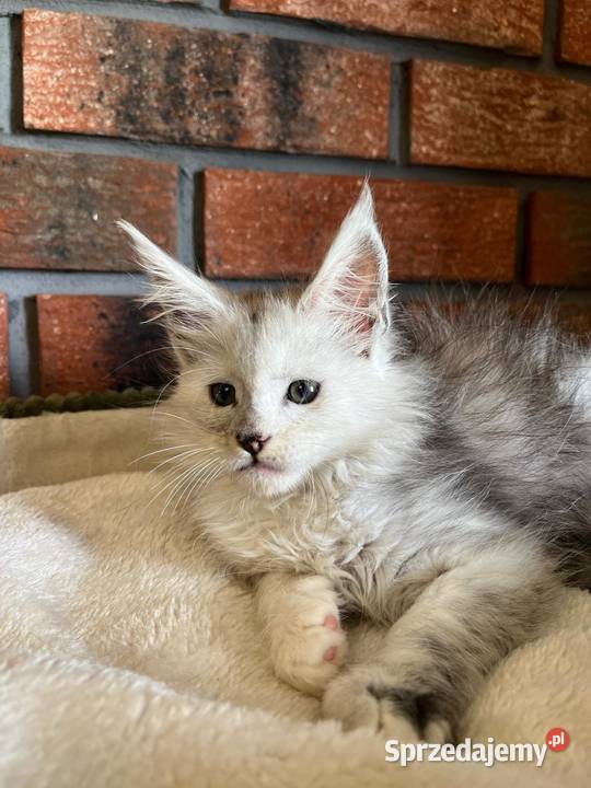 Iris kotka Maine Coon Szembruk
