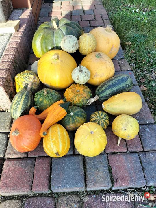 Dynie wielkopolskie Nekla