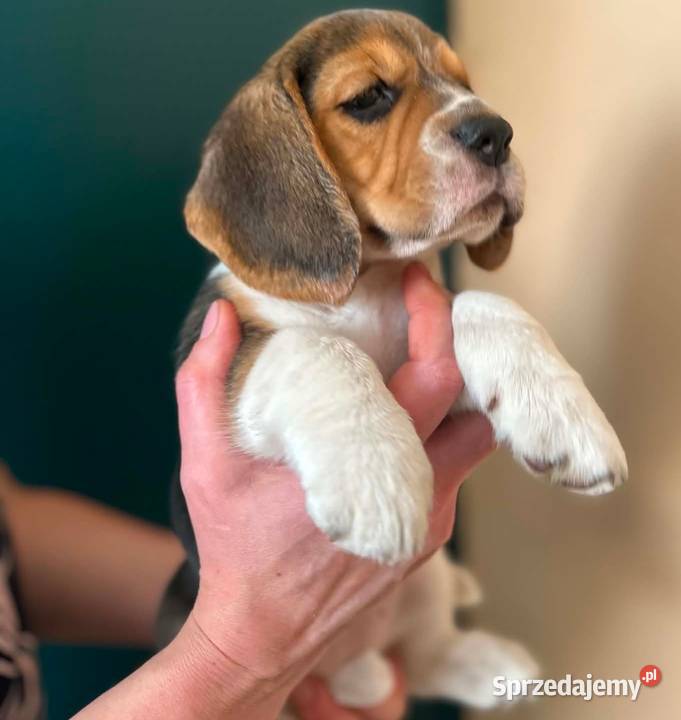 Szczeniaki Beagle tricolor ZKwP
