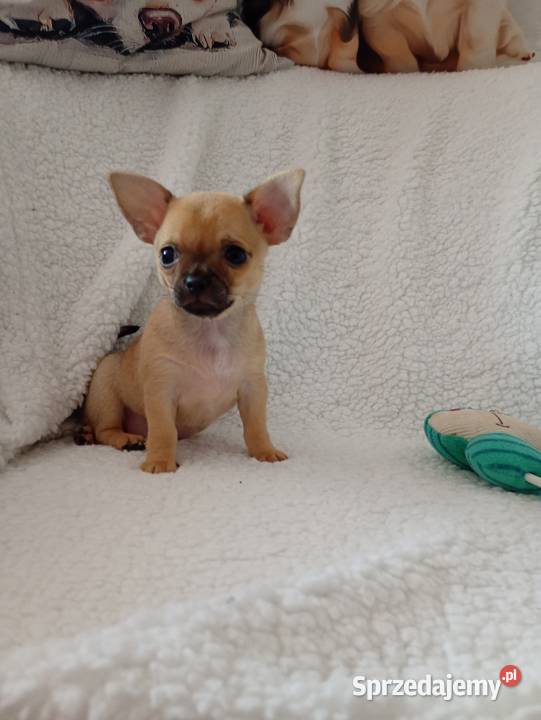 Mini suczka chihuahua
