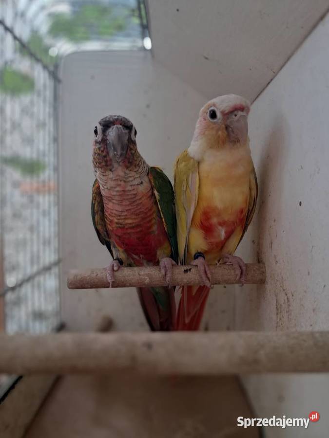 RudosterkaRudosterki podkarpackie