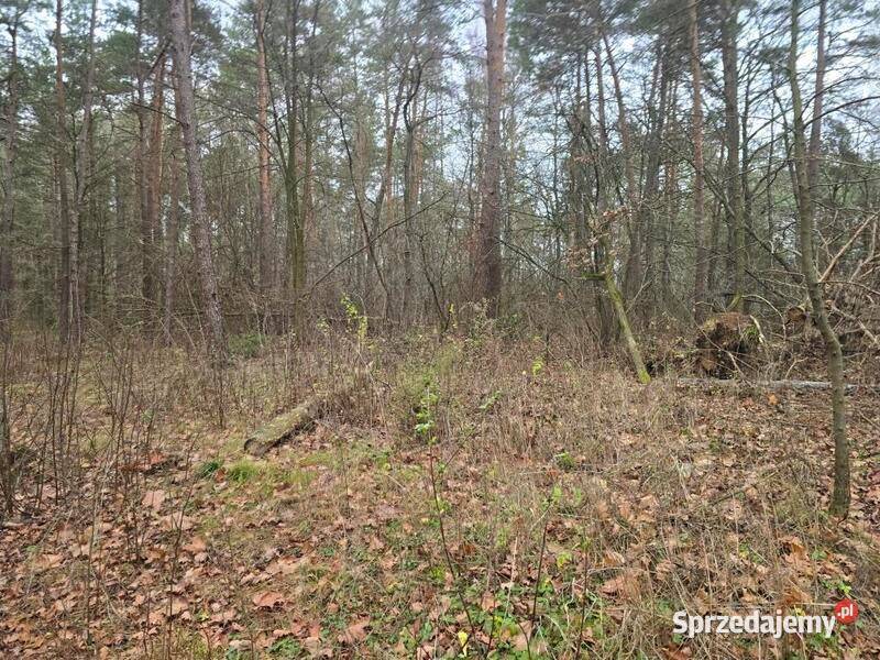 Sprzedaż nieruchomości leśnej Przywózki gm 3305m2 mazowieckie