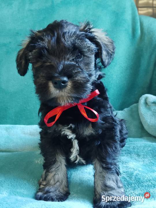 sznaucer miniaturowy pomorskie Gniew