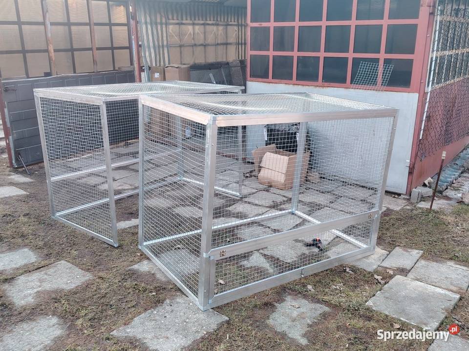 Wyloty gołębi śląskie Częstochowa