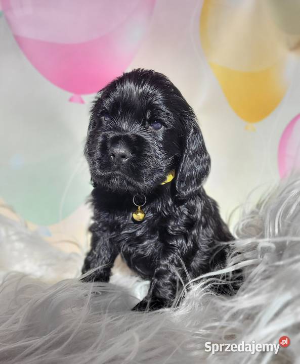 Cocker spaniel angielski pieski i suczki łódzkie