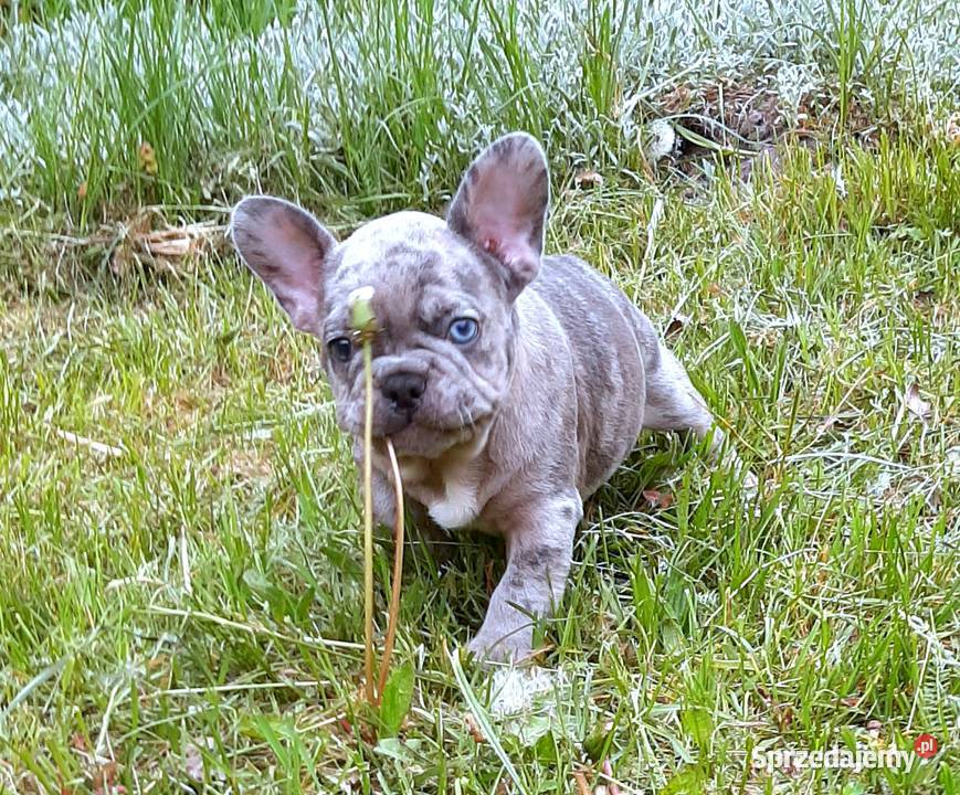 Buldog francuski pieski łódzkie Pabianice
