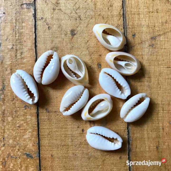 Muszelki Kauri Warszawa