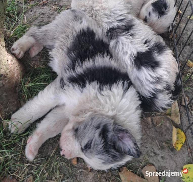 BORDER COLLIE SZCZENIAKI Z RODOWODEM gotowe na Myślenice