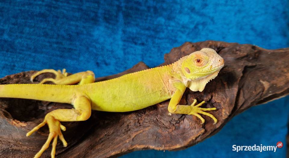 Legwan zielony iguana iguana red albino x albino