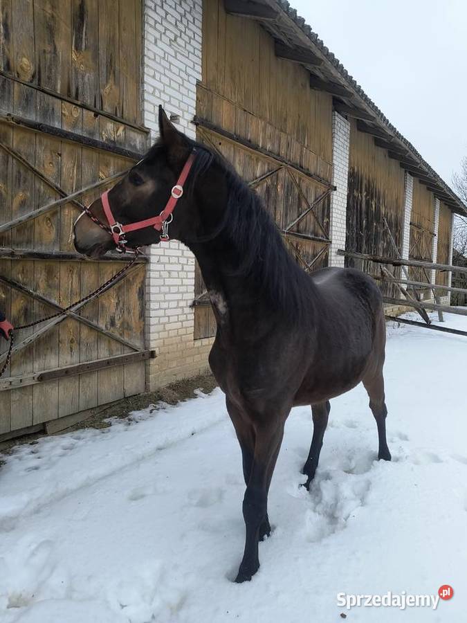 Ogier Małopolski Dolar Zdziłowice sprzedam