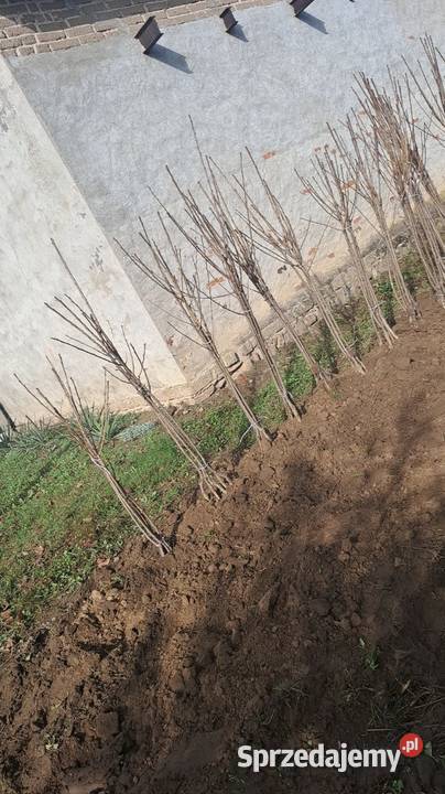 Drzewko Czereśnia Nowe Miasto nad Pilicą sprzedam