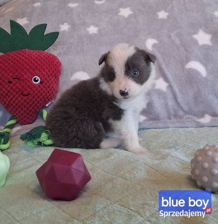 Border collie ŚLICZNE szczeniaczki z metryką Jaworzno