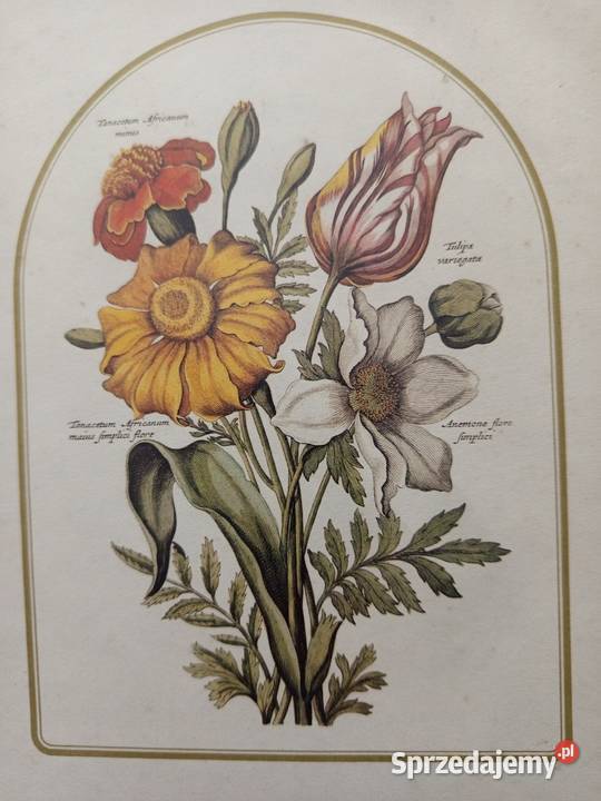 Stylowe 2 obrazki botaniczne przedstawiające Warszawa