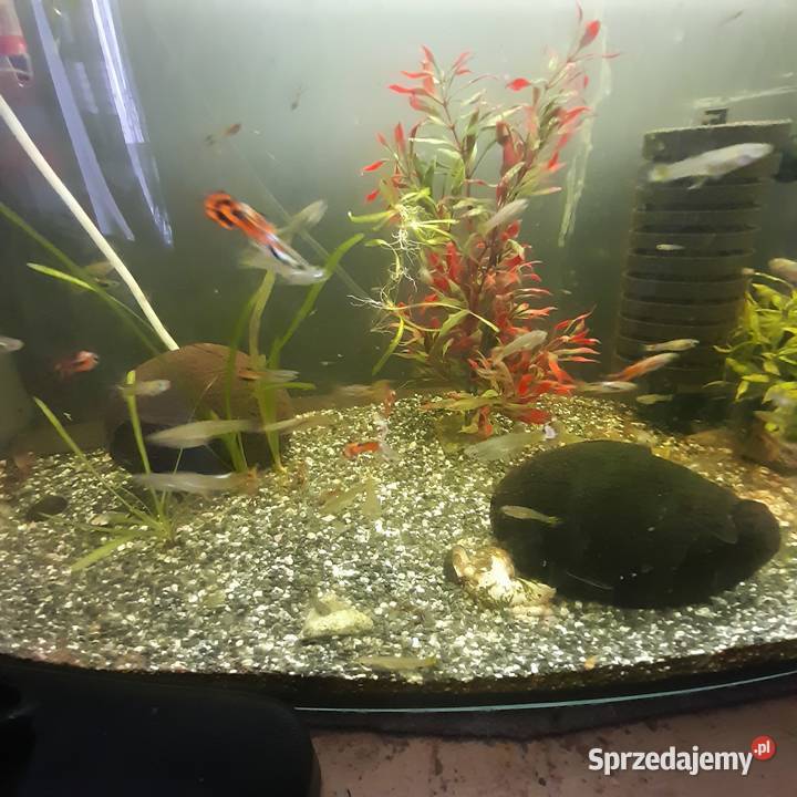 Gupiki Szczutowo sprzedam