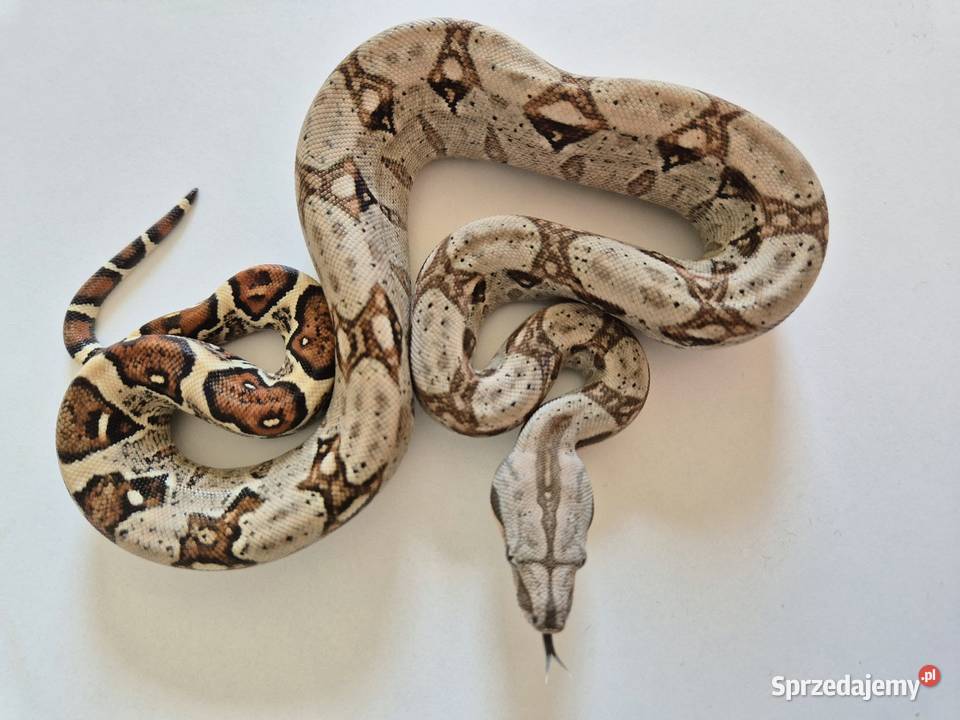 15 boa cesarski cb25 samica Chrzanów