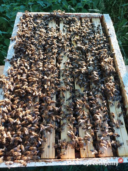 Pszczoły odkłady pszczele rodziny Pszczelarstwo Krasnystaw