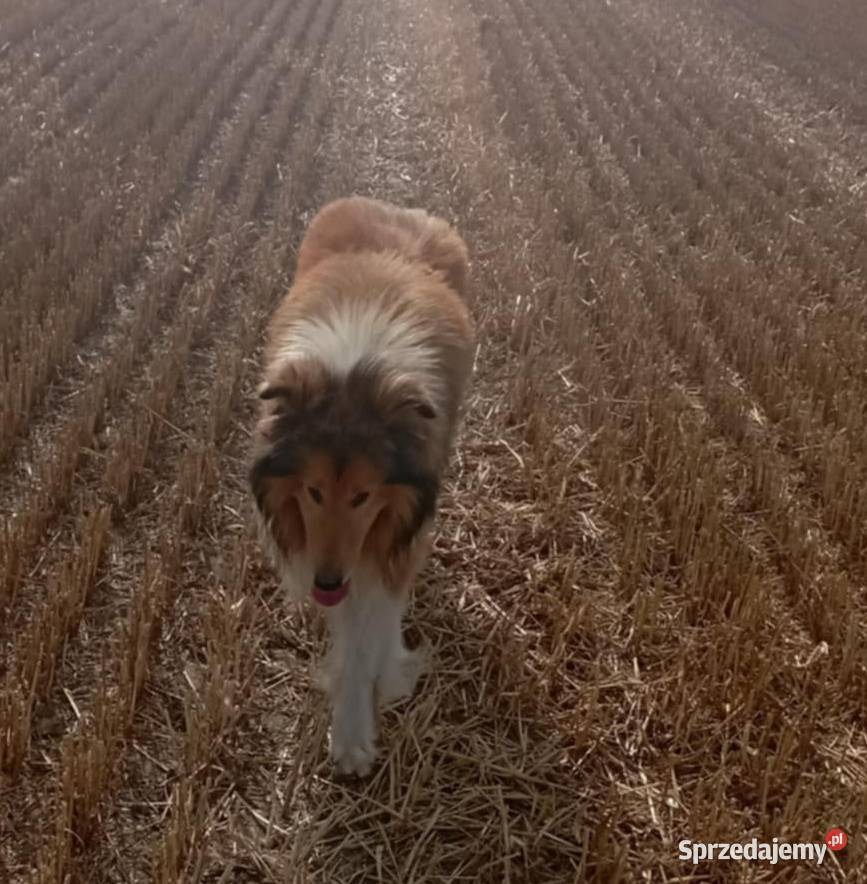 Pies Owczarek Szkocki Collie