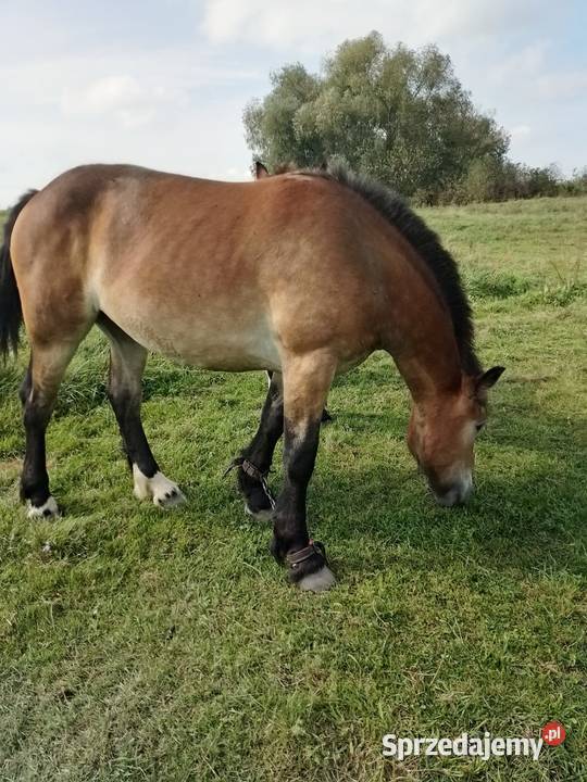 Klacz roczna Szczecinki sprzedam