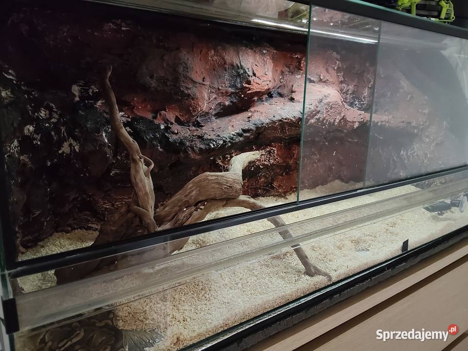 Terrarium plus pyton królewski samiczka podkarpackie Rzeszów