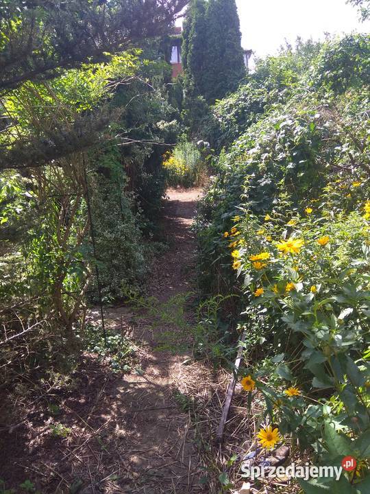 ROD Azalia w Łodzi 15m Łódź