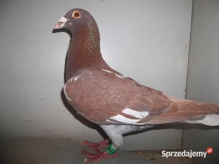Gołębie pocztowe piękne na obrączkach stałych Plemięta