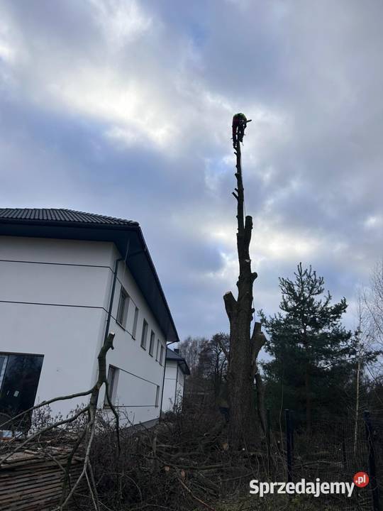 Wycinka drzew metodą alpinistyczna Arborysta