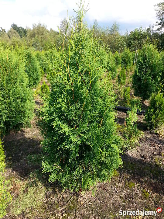 Thuja Brabant 100120 Szkółka Producent łódzkie