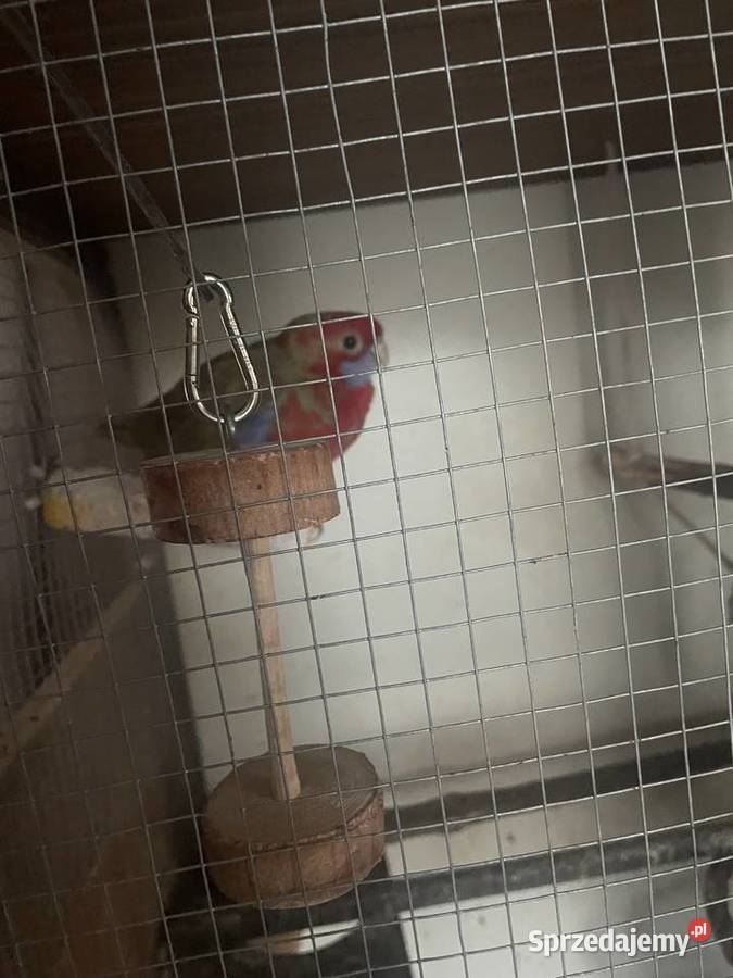 Sprzedam rozelle królewską samca Ptaki Ryki