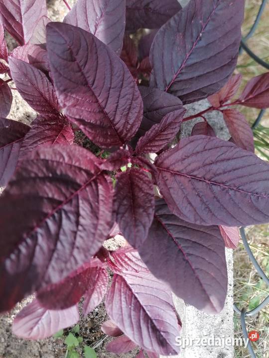 Szarłat prosty amarantusRoślina ogrodowakwiaty Łódź