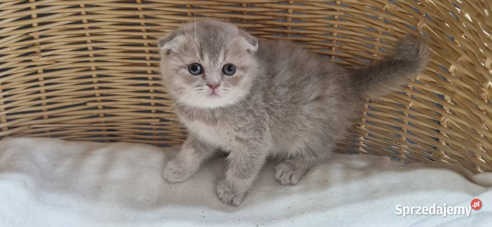 Kotka Szkocka liliowa zwisłoucha Katowice