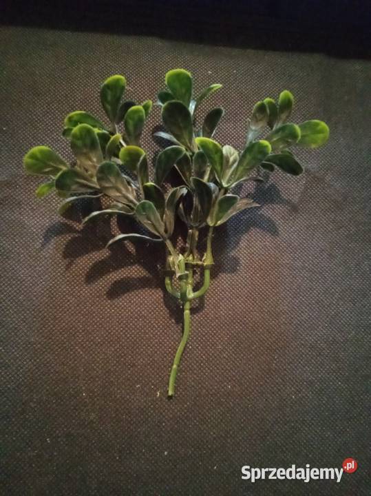 Sztuczny bukszpan plastikowy mazowieckie Warszawa