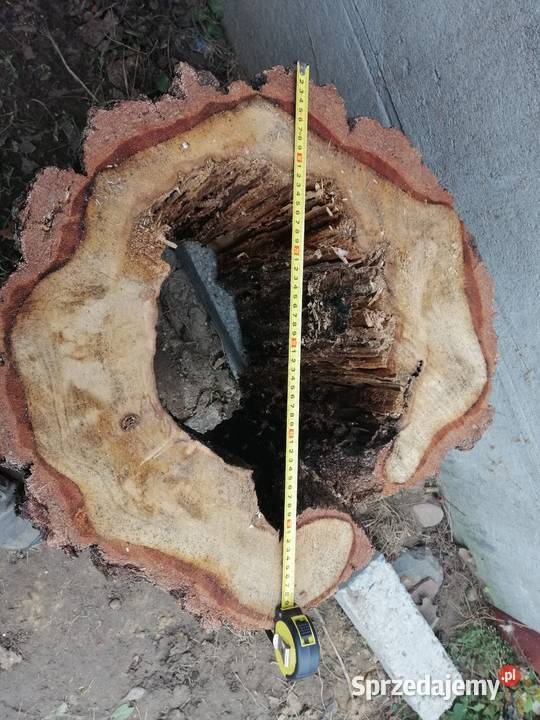 Stolik kawowy blat loft stół plaster dąb 1 metr Pozostałe Przysucha