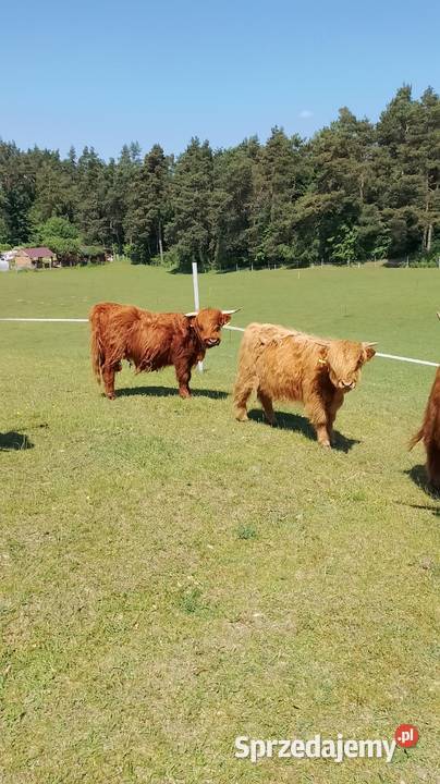 Krowy Highland stado 11 bydło mięsne szkockie Płachty
