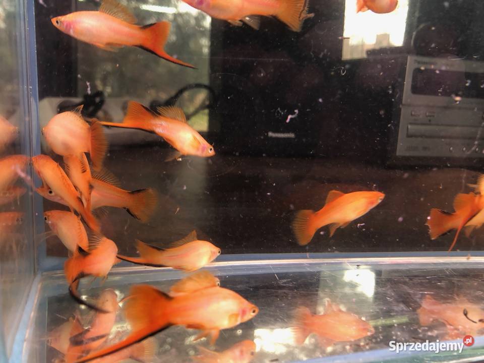 Mieczyk orange comet Ryby Justynów