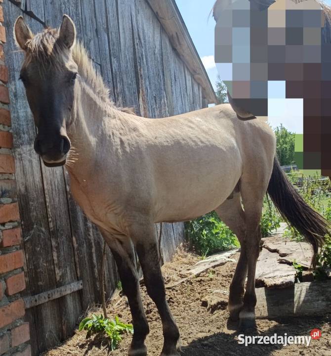 Sprzedam 2 ogierki konika polskiego podkarpackie Krowica Sama sprzedam