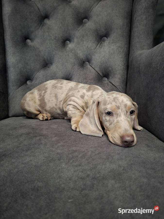 Jamnik lilac merle Żyrardów