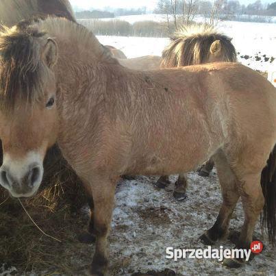 SPRZEDAZ KONI MARSZEWO ZACHODNIOPOMORSKIE Marszewo