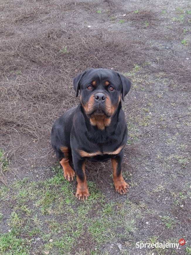 Rottwailer szczeniak starej Lini Radomin