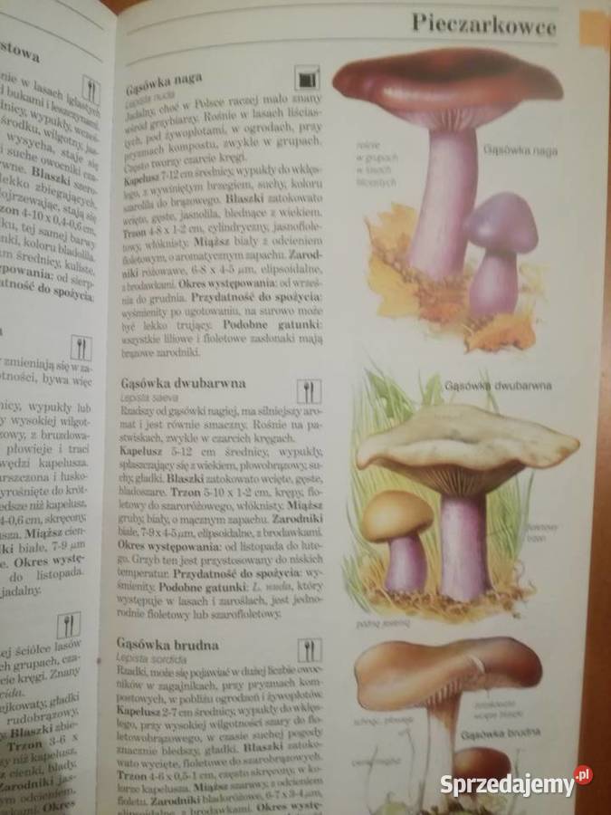 Grzyby Polski i Europy David Pegler