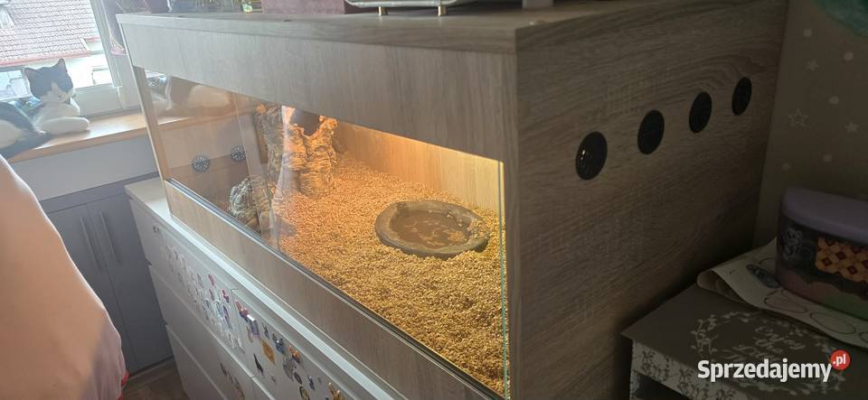 Żółw lamparci i terrarium Gdańsk