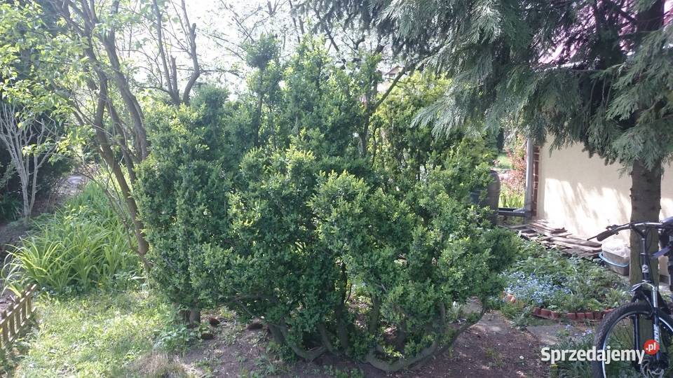 Działka rekreacyjna ROD Kraków Dąbie