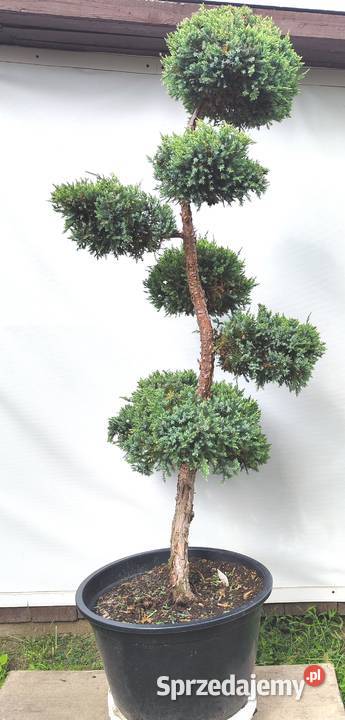 Bonsai Niwaki Jałowiec Holger Medynia Łańcucka