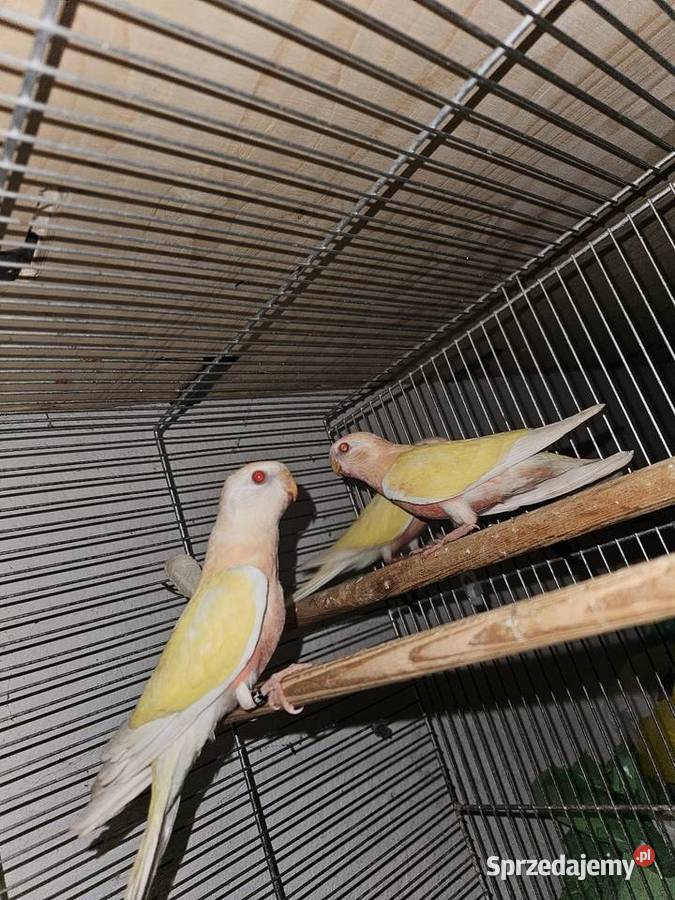 Lilianka Lutino Zwierzęta Gniezno