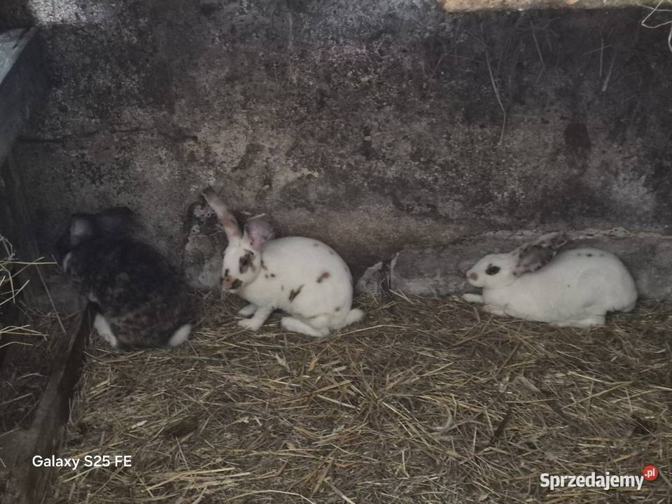 Króliki rex trójbarwny Dylągowa